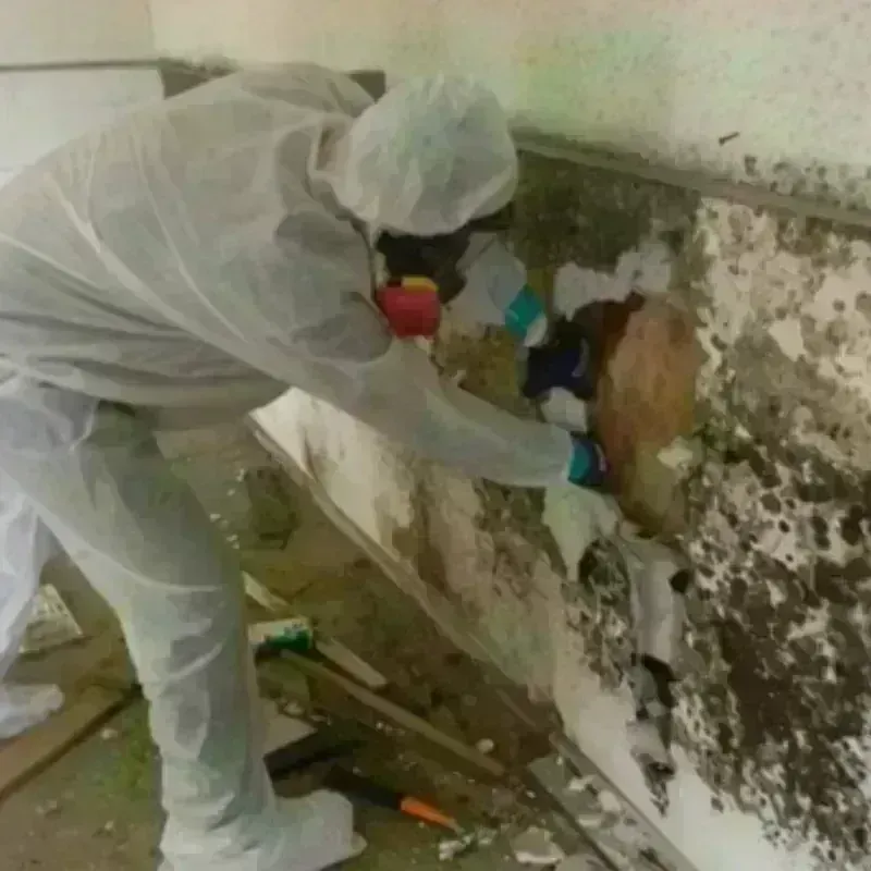 Mold Remediation and Removal in College, AK